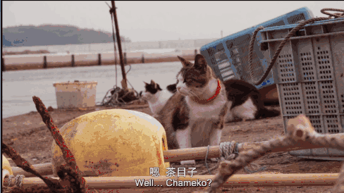 猫咪物语10:有哪些关于猫的纪录片值得推荐的？ 猫咪物语1百度云