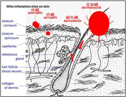 螨虫感染:小猫螨虫感染怎么办，猫咪身上螨虫用什么药？