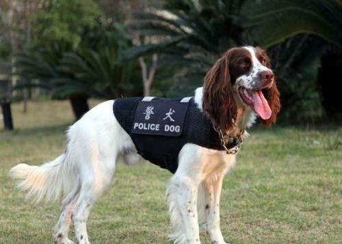 德国防暴犬:世界各国选做警犬的品种有哪些？