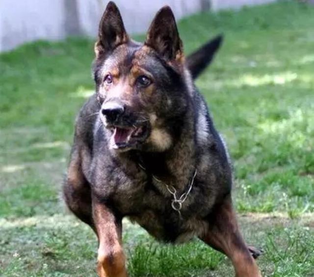 德国防暴犬:世界各国选做警犬的品种有哪些？