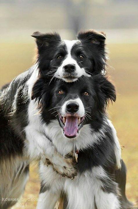 边境牧羊犬性格分析:边境牧羊犬有哪些我们不知道的优点？