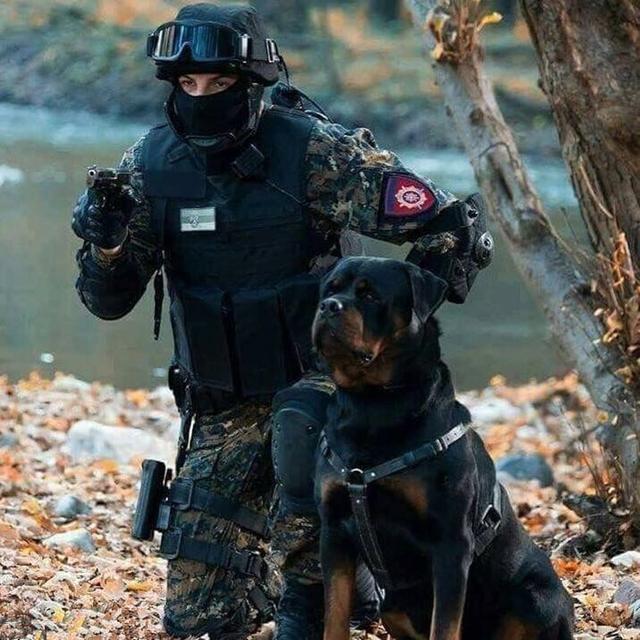 边境牧羊犬性格分析:边境牧羊犬有哪些我们不知道的优点？