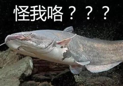 红尾鲶最大能长多大，如果鲶鱼一直养的话，能长到多少斤？