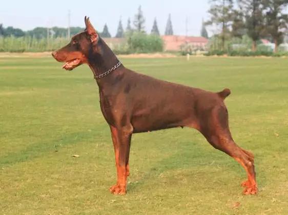 德系成年杜宾犬图片:德国大型杜宾犬图片 美系杜宾和德系杜宾有何不同？