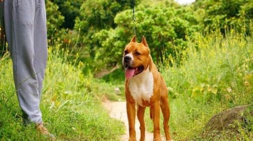 斯塔福梗犬肩高:养一只斯塔福犬是一种什么体验？