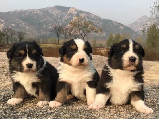 犬瘟热病毒抗体:犬瘟应该吃什么药最有效？ 犬瘟热病毒抗体低