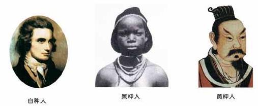 亚洲人种和欧美人种是同一种古猿的后代吗？