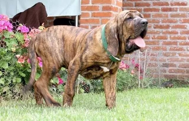 杜高猎犬勇斗巨型野猪:罗威纳打得过杜高犬吗？为什么？