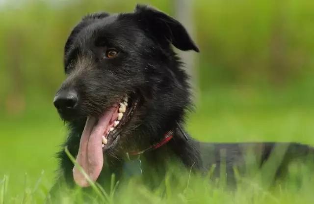 黑色金毛犬图片:深色金毛小时候是什么颜色的是不是小时候全身毛色就很深？ 黑色金毛犬图片三个月