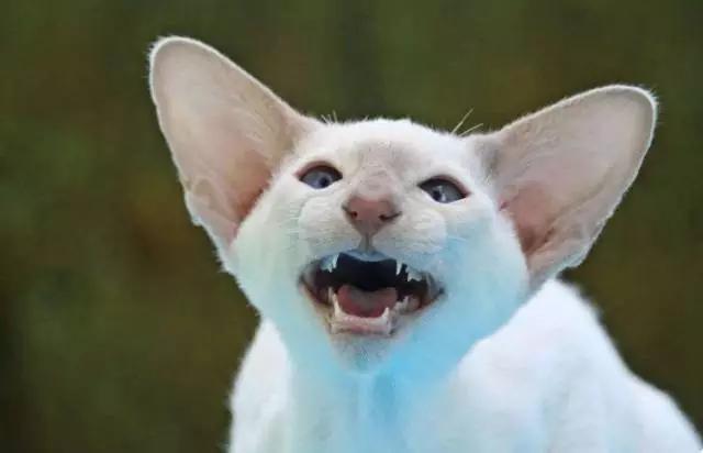 猫叫的声音:猫咪不同的叫声代表什么？叫声特别长时怎么回事？