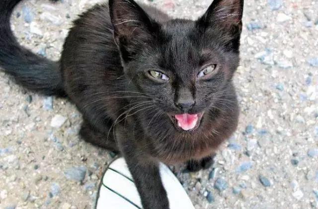 猫叫的声音:猫咪不同的叫声代表什么？叫声特别长时怎么回事？