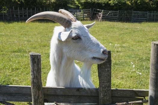 头条问答 羊的蹄部溃烂 该如何治疗 猪农巴巴的回答 0赞