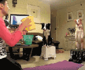 哈士奇大战藏獒壁纸:哪些狗狗不适合成为警犬？