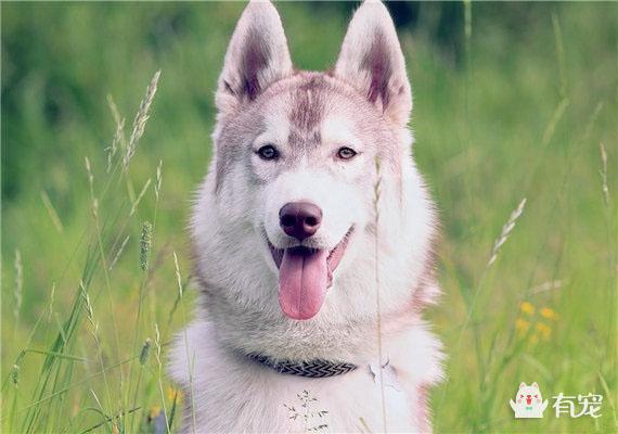 哈士奇性格和适养人群:哈士奇为什么不适合做警犬？