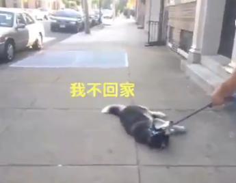 怎么训练狗匍匐前进:遛狗时狗狗趴地不肯走怎么办？