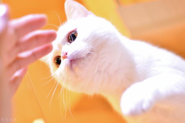都说猫好养？真的吗？