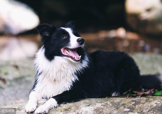 边牧犬图片:边牧有什么好，值得那么多人养，后悔吗？ 边牧犬图片 幼犬