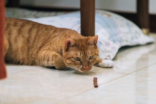 猫咪睡在猫砂盆:猫咪晚上会找到猫砂盆吗？
