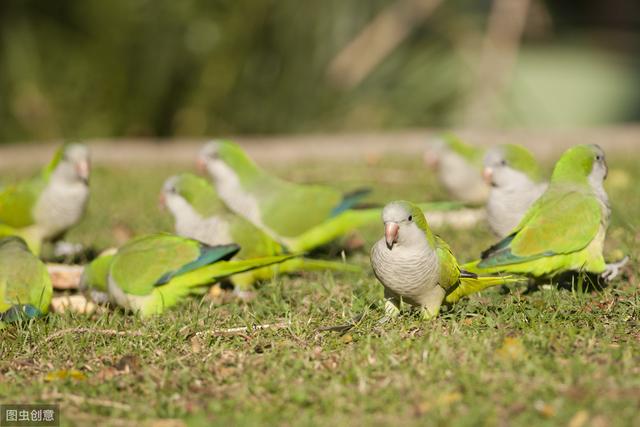 绿和尚鹦鹉叫声:蓝和尚鹦鹉与绿和尚鹦鹉的区别？