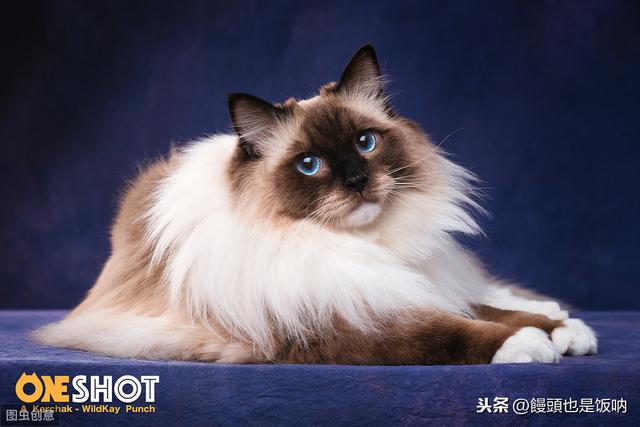 合肥布偶猫价格多少钱一只:平心而论，布偶猫真的符合它上万元的身价吗？