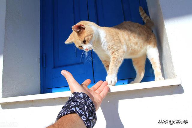 猫咪睡在猫砂盆:猫咪最近不在猫砂盆里上厕所，老是尿在被子上，是怎么回事？