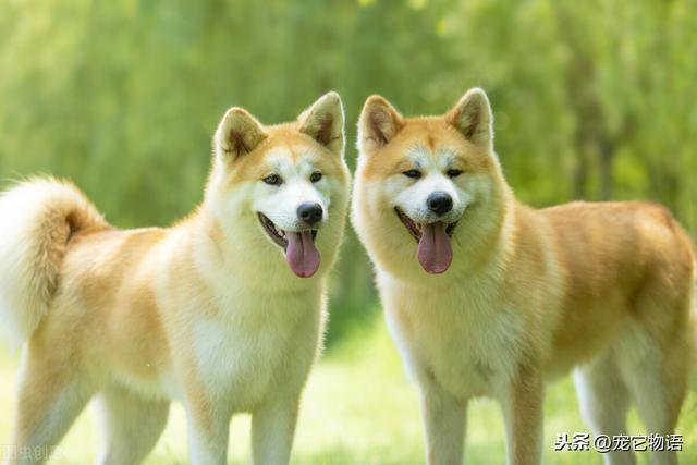 八公忠犬:忠犬八公的电影 忠犬八公的真实故事是怎样的？