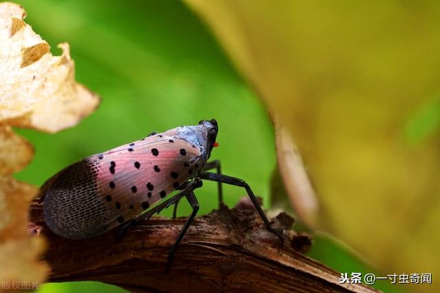 西北蝈蝈图片大全:下面图片的小昆虫，各个地方都叫它什么？在北京看到太稀奇了吧？