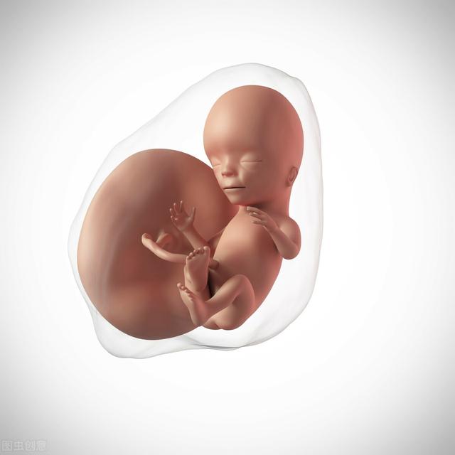 孕4月胎儿位置示意图图片