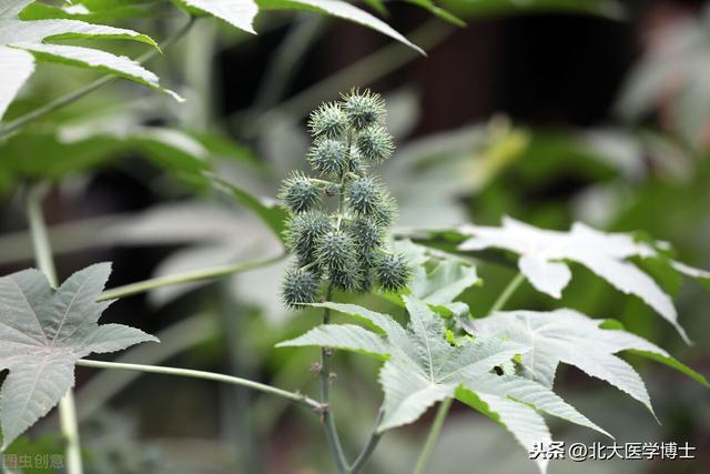 头条问答 植物蓖麻长什么样 有什么用途 北大医学博士的回答 0赞