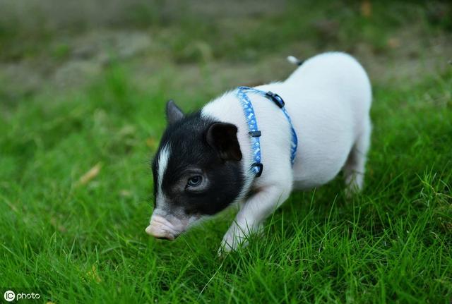 小香猪骗局，在家里养一只小香猪，要注意什么事项？