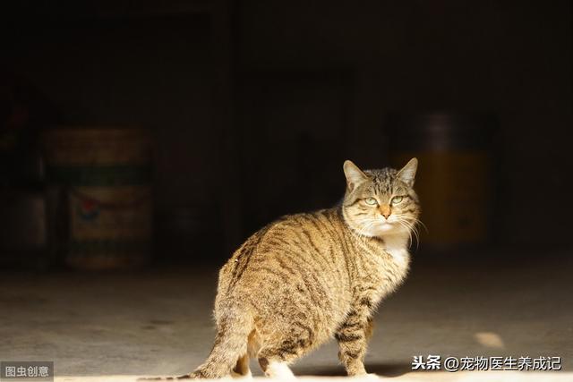 上海申生宠物医院贵吗:我花了三千多块钱给捡到的小土狗治病值得吗？