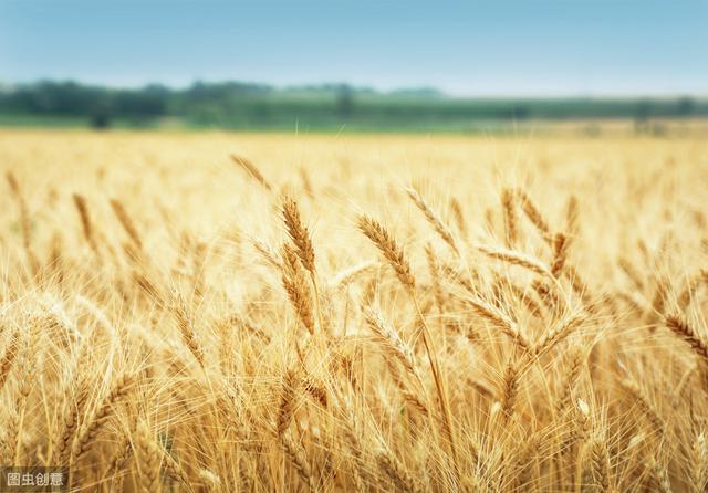 2020年是大灾之年，2020年小麦产量普遍减产，到底都是哪些原因造成的