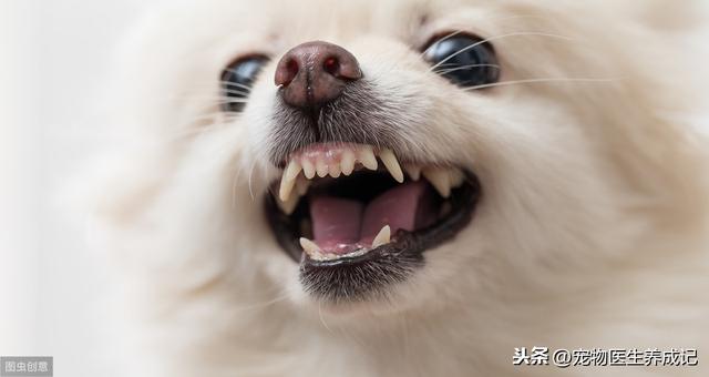 狗狗牙齿松动怎么办，狗狗的牙齿松动并脱落，医生说不能洗牙了，应该咋办