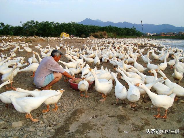 农安实验动物用品经销部:对于农民来说，种植业和养殖业哪个风险更高？原因是为何？