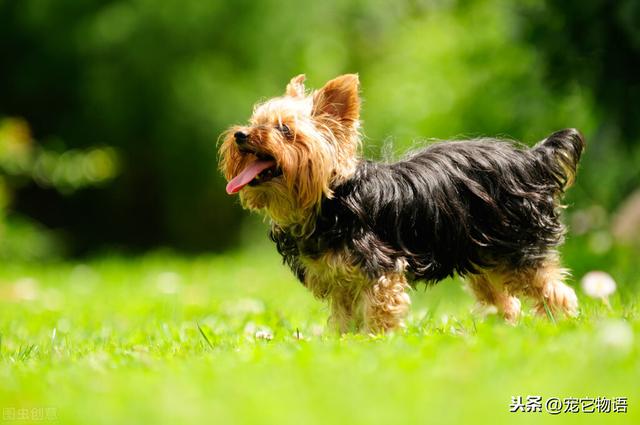 頭條問答 - 剛出生的貴賓犬怎麼斷尾巴?(28個回答)