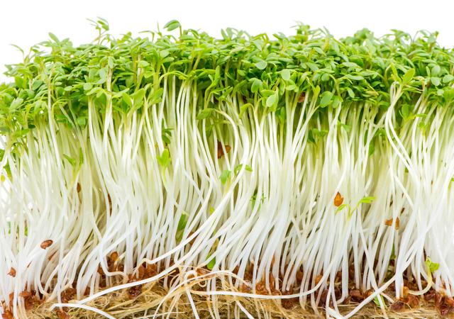 芽苗菜如何种植-各种芽苗菜的种植方法