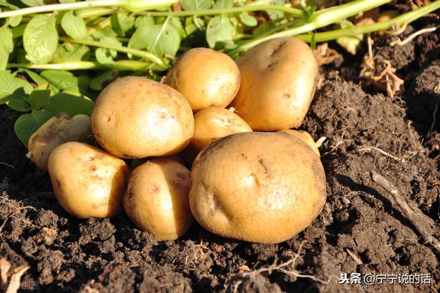 市面上的土豆越来越大，究竟和膨大剂有没有关系？你会吃吗？插图9