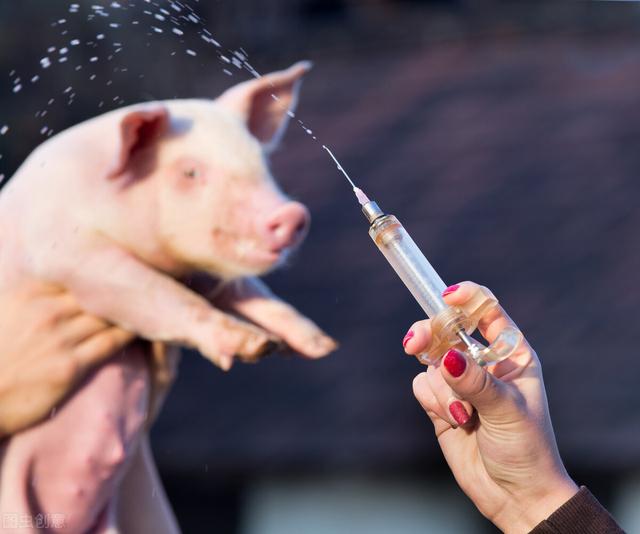 猪病防治网32:如何正确治疗猪病？关键因素到底有哪些？