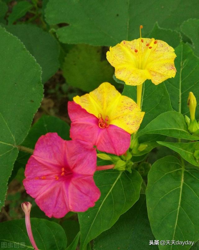 月光花几点开:什么花是在晚上六点开花的？