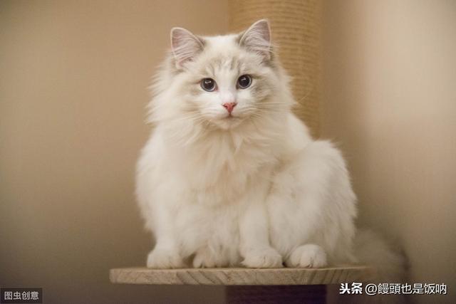 合肥布偶猫价格多少钱一只:大概多少钱能入手一只品相差不多的海双布偶妹妹呀？