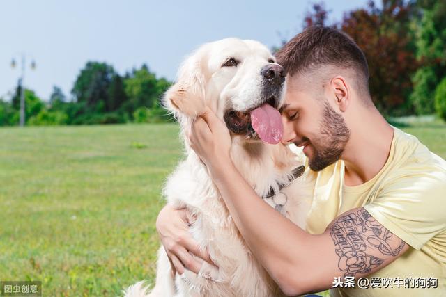 拉布拉多图片 警犬:拉布拉多适合当警犬吗 拉布拉多犬是十大禁养猛犬的其中一种吗？