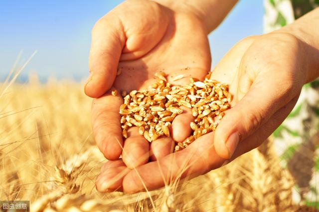 2020年是大灾之年，2020年小麦产量普遍减产，到底都是哪些原因造成的