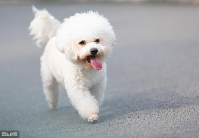 犬饲先生养狗记开始的小狗:为什么农村人现在不愿意养狗，是什么原因造成的？