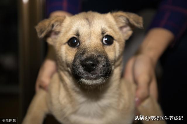 上海申生宠物医院贵吗:我花了三千多块钱给捡到的小土狗治病值得吗？