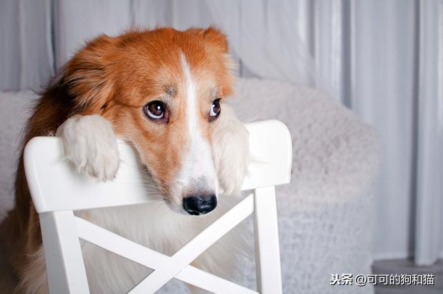 狗狗训练学校会打狗狗:我家狗的总是乱叫，揍它它反而一脸享受，这可怎么办？