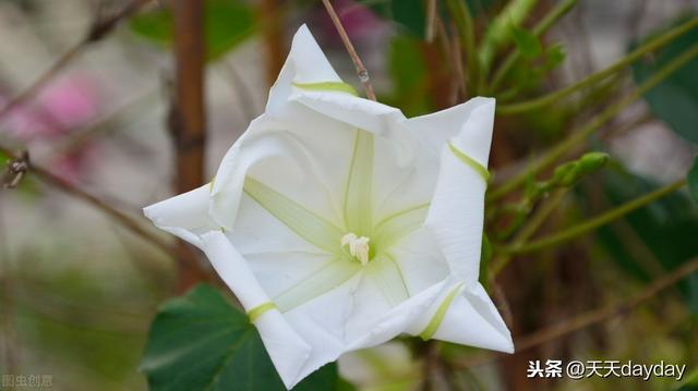 月光花几点开:什么花是在晚上六点开花的？