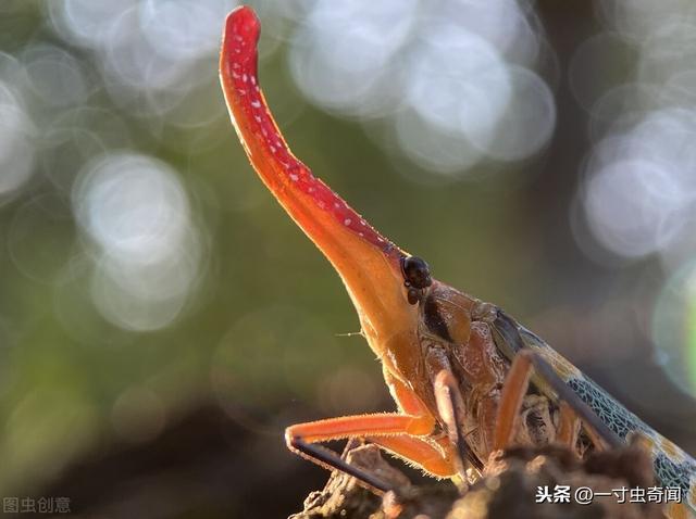 西北蝈蝈图片大全:下面图片的小昆虫，各个地方都叫它什么？在北京看到太稀奇了吧？