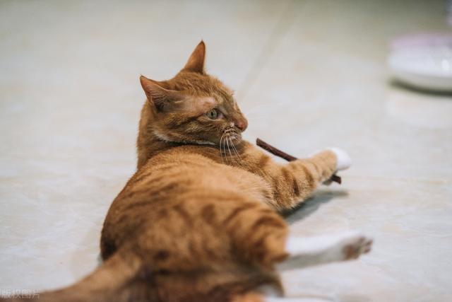 猫咪睡在猫砂盆:猫咪晚上会找到猫砂盆吗？