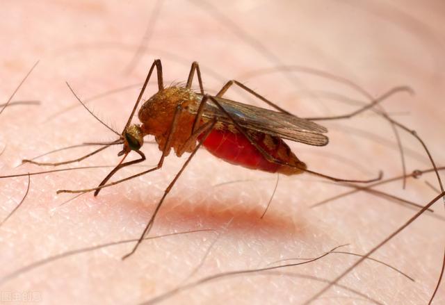 蚊子如何过冬:蚊子如何过冬天
