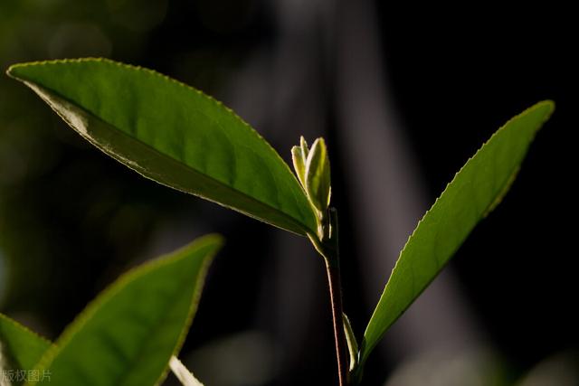 龙井属于啥茶,龙井茶有几种，哪种最好？